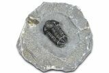 Detailed Gerastos Trilobite Fossil - Morocco #363952-3